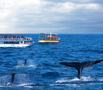 Turistbåde på hvalsafari ved Mirissa i Sri Lanka med hvalehaler synlige i det blå ocean