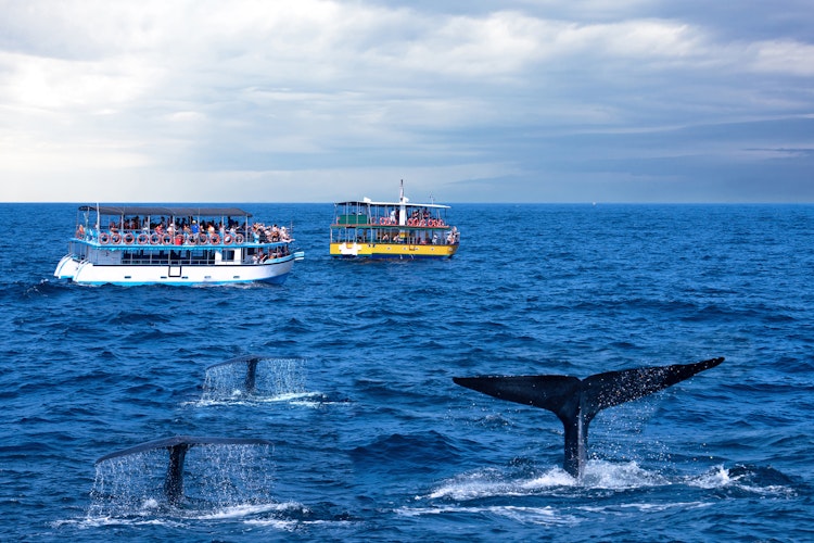 Turistbåde på hvalsafari ved Mirissa i Sri Lanka med hvalehaler synlige i det blå ocean