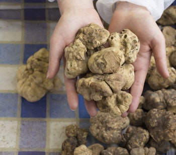 Eksklusiv hvid trøffel fra Alba i Italien - en sjælden gourmet delikatesse til det italienske køkken