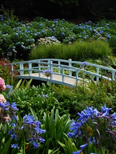 Hvid træbro omgivet af farverige hortensiaer i Trebah Garden, Cornwall, England