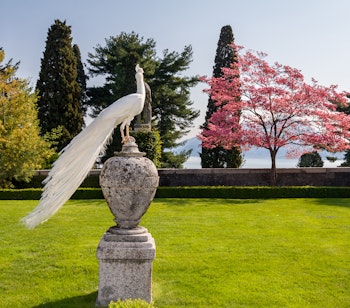 Smuk hvid påfugl med udfoldet hale i de barokke haver på Isola Bella, Stresa ved Lago Maggiore i Norditalien