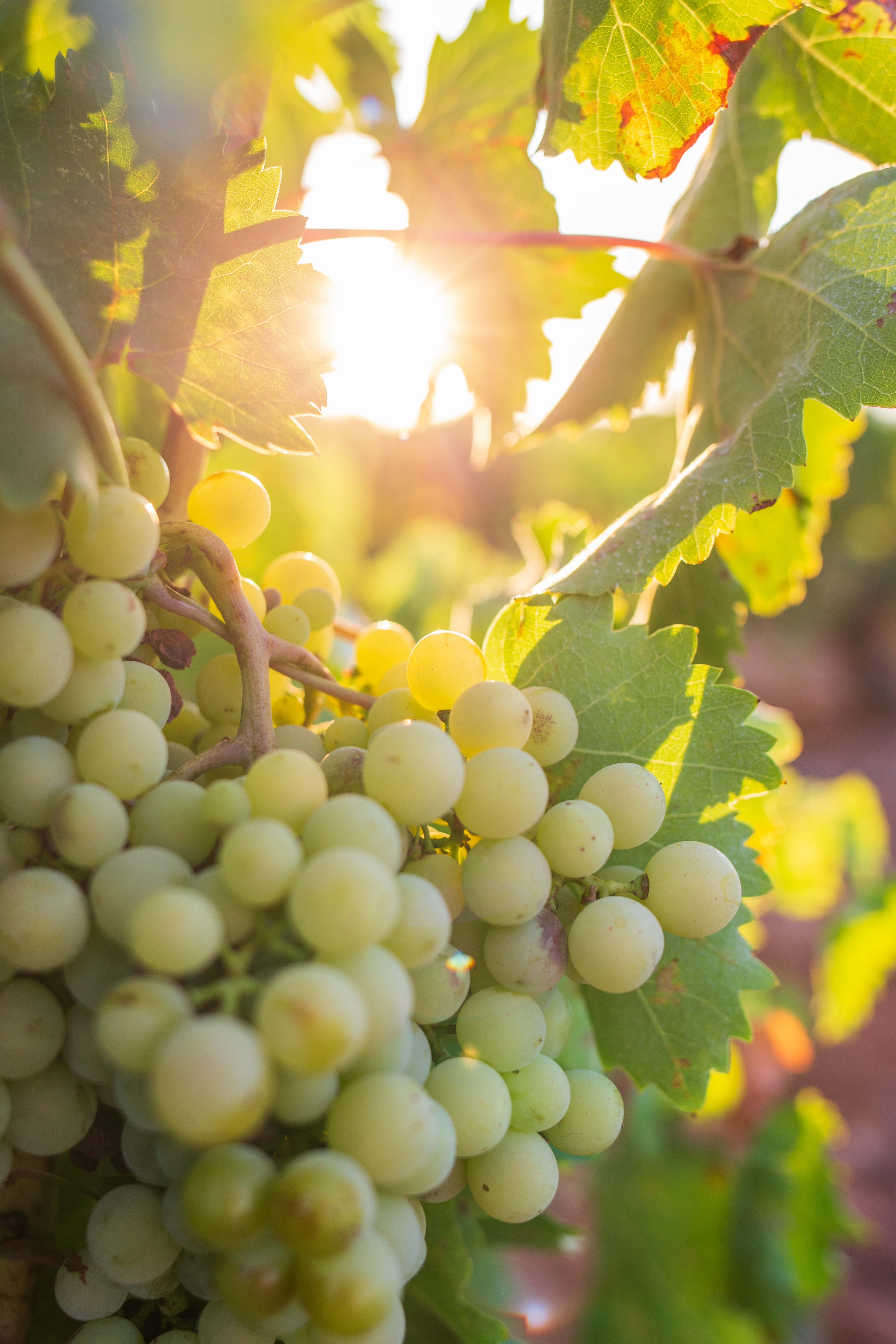 Nærbillede af modne hvide druer klar til høst i en græsk vingård på Kreta ved solnedgang