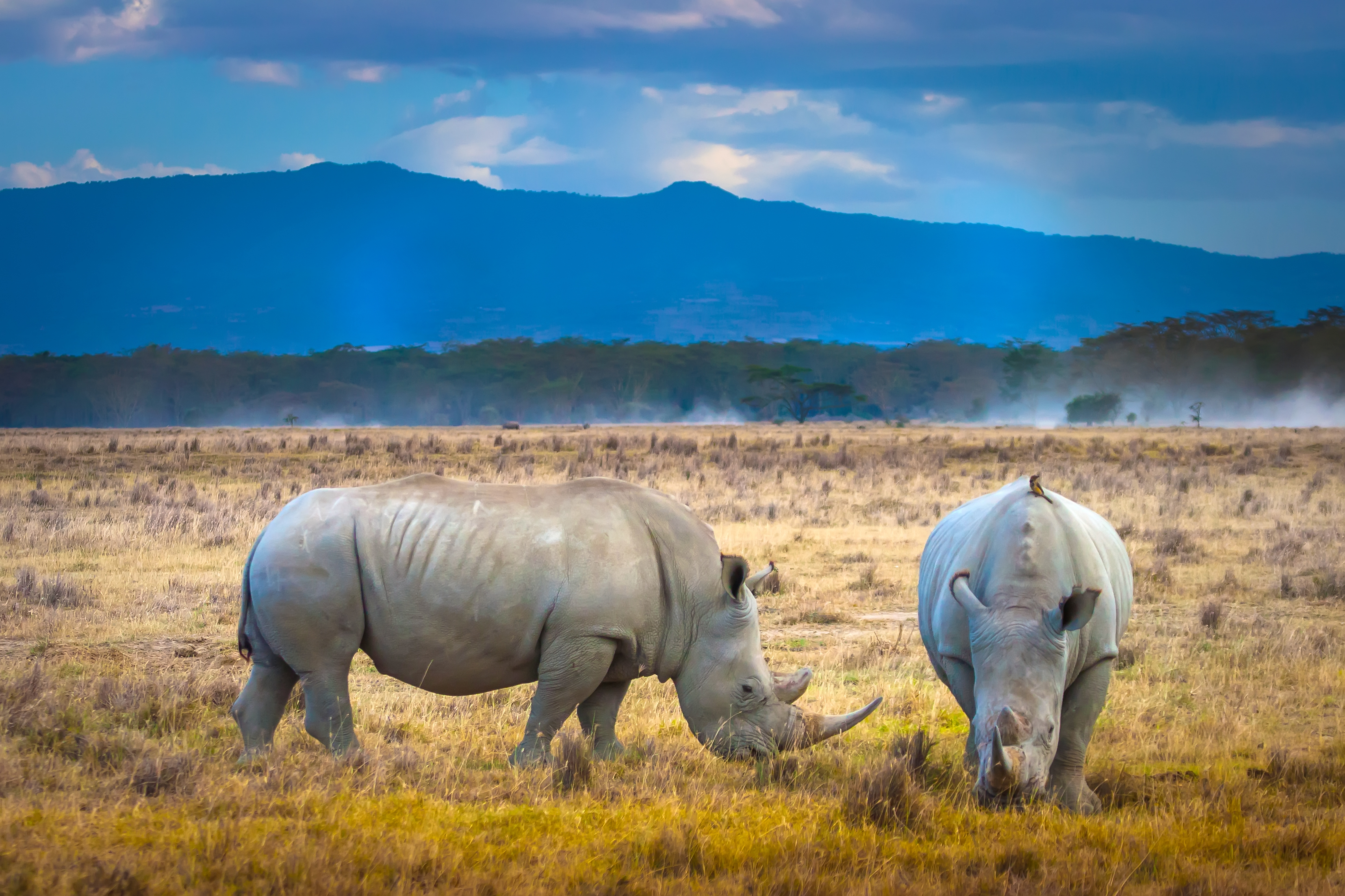 To hvide næsehorn græsser i Kenyas savanne på safari i Nakuru Nationalpark