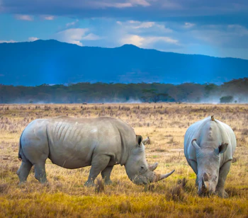 To hvide næsehorn græsser i Kenyas savanne på safari i Nakuru Nationalpark