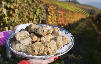 Eksklusive hvide trøfler fra Piemonte regionen med smukke vinmarker i Langhe-området i baggrunden, en italiensk gourmet delikatesse