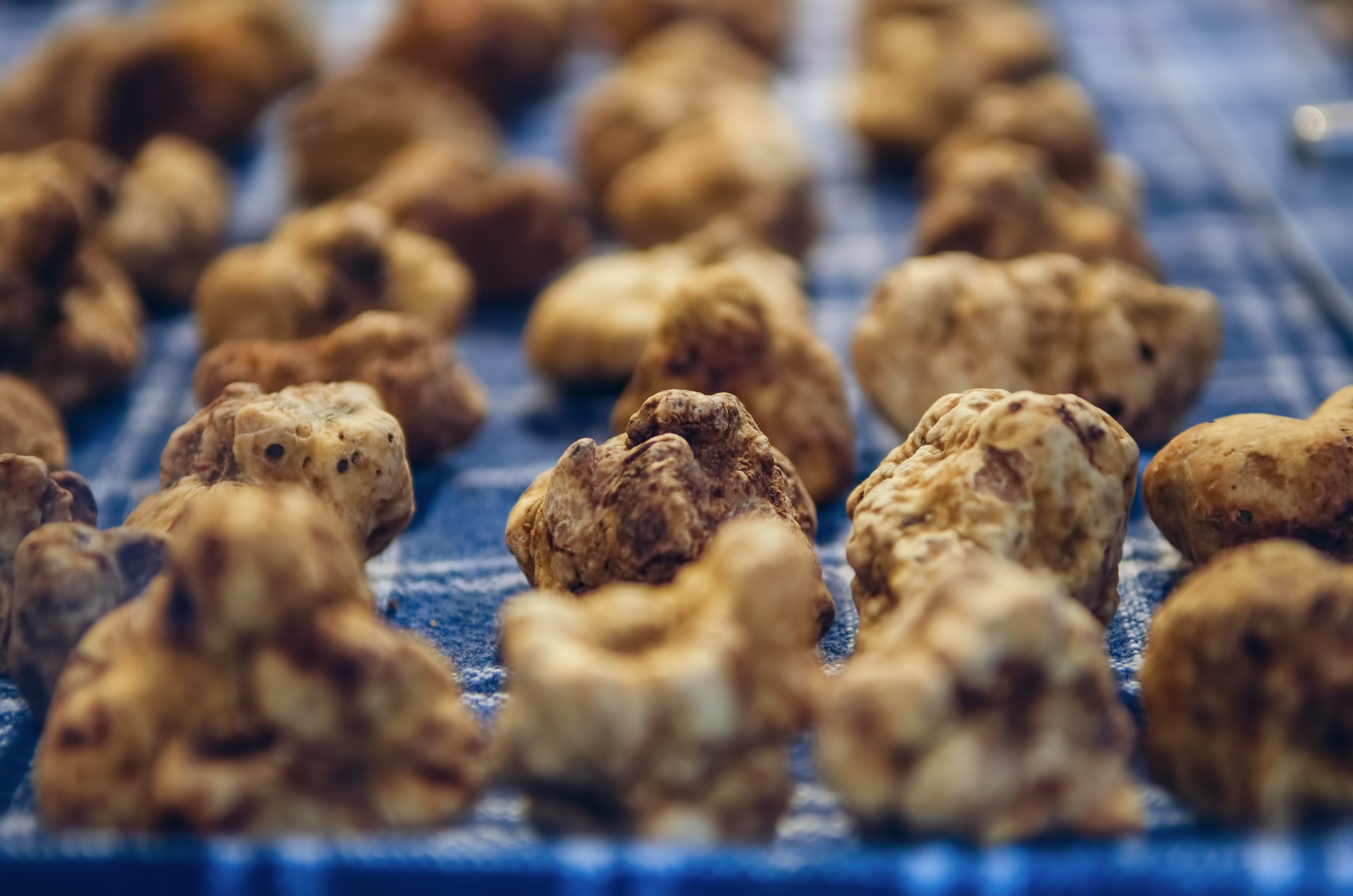 Eksklusive hvide trofler fra Alba udstillet på det berømte trøffelmarked i Piemonte, Italien