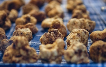 Eksklusive hvide trofler fra Alba udstillet på det berømte trøffelmarked i Piemonte, Italien