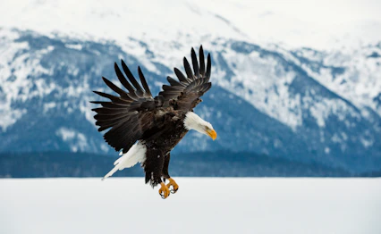 Majestætisk hvidhovedet havørn svæver over snedækkede bjerge i Alaska, perfekt eksempel på USAs vilde natur