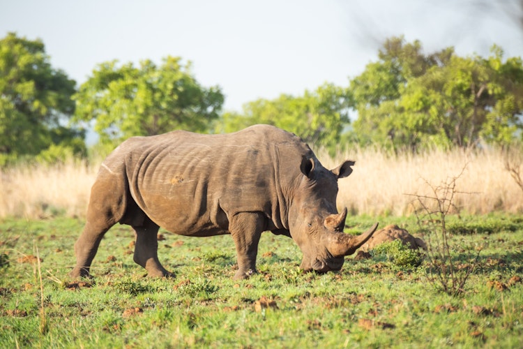 Majestætisk hvidt næsehorn græsser i naturlige omgivelser i Dinokeng Game Reserve, Gauteng, Sydafrika - en unik mulighed for at opleve beskyttet afrikansk dyreliv på safari