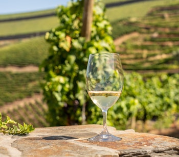 Glas hvidvin med udsigt over terrasserede vingårde i Douro-dalen Portugal