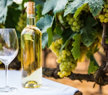 To vinglas og en flaske hvidvin på et bord midt i en frodig vinmark i Catalonien, hvor modne druer hænger på vinrankerne i solskinnet