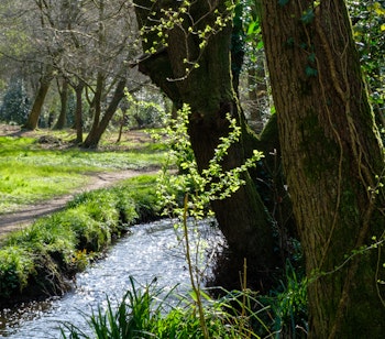 Idyllisk natursceneri ved Shottermill-søerne i Haslemere, Surrey. Fredelig vandløb omgivet af grønne træer i det engelske forårlandskab.