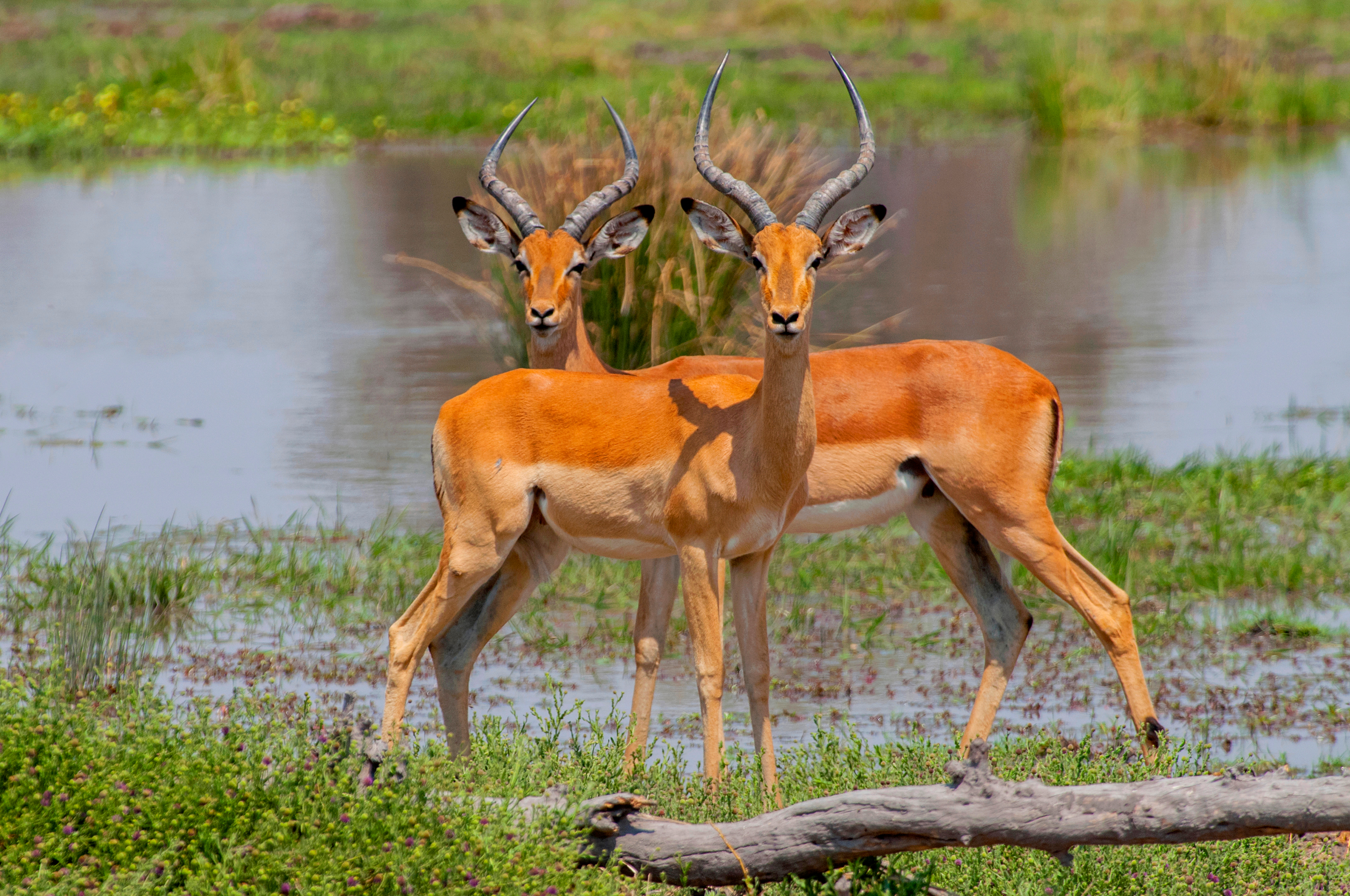 To han impala antiloper i afrikansk savanne ved vandhuller under safari i Chobe Nationalpark