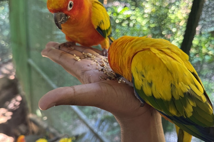 Inside the Bird Park