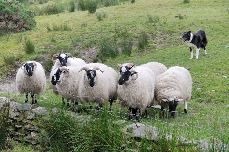 Flok af får græsser på en irsk mark med hyrdehund, der viser traditionelt landbrug i Irlands naturlige landskab