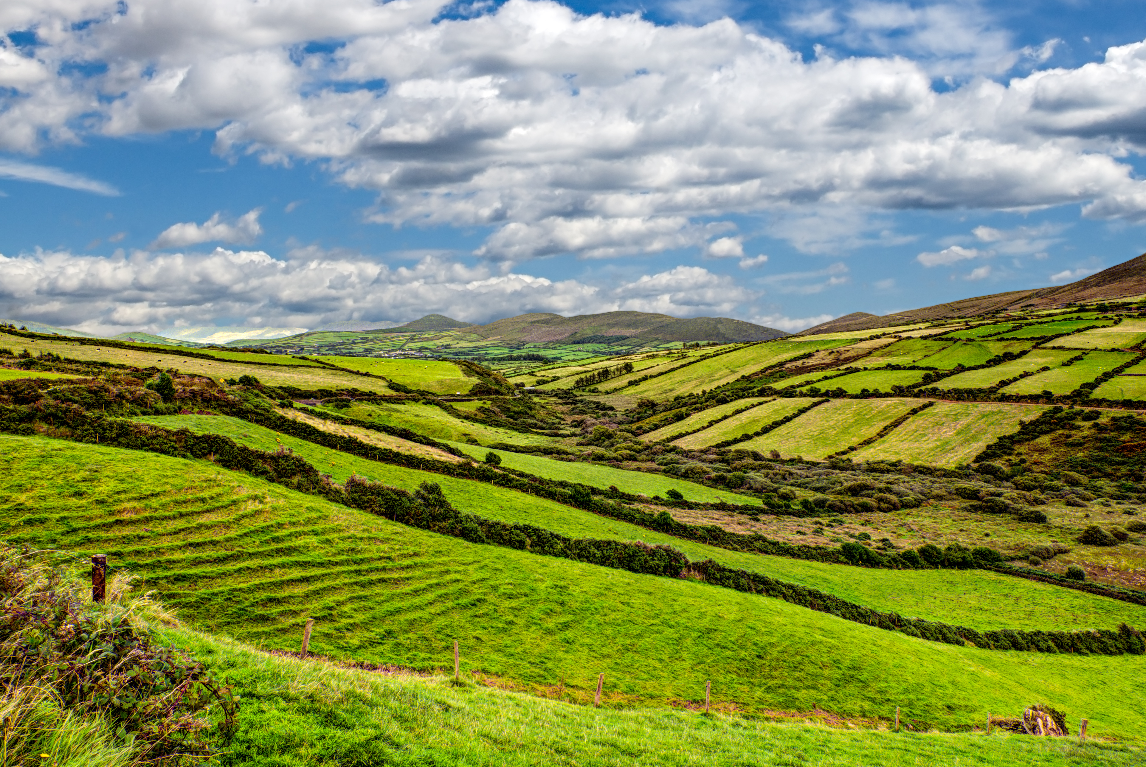 Grønne bakkelandskaber i County Kerry, Irland med traditionelle stenmure og dramatisk natur