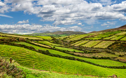 Grønne bakkelandskaber i County Kerry, Irland med traditionelle stenmure og dramatisk natur