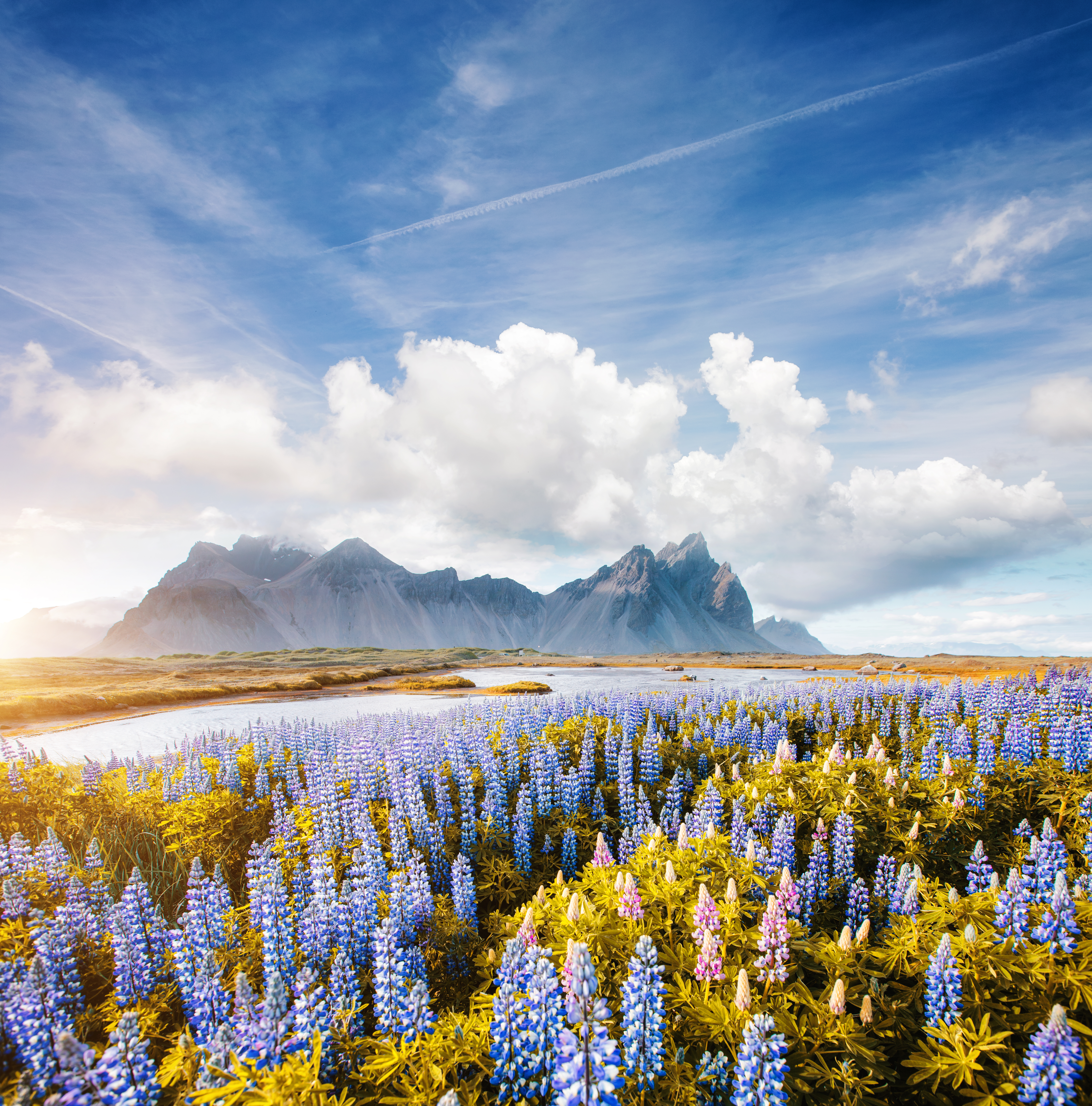 Fantastisk lupinermark med Vestrahorn bjerget i baggrunden på Island om sommeren