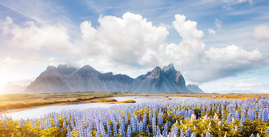 Fantastisk lupinermark med Vestrahorn bjerget i baggrunden på Island om sommeren