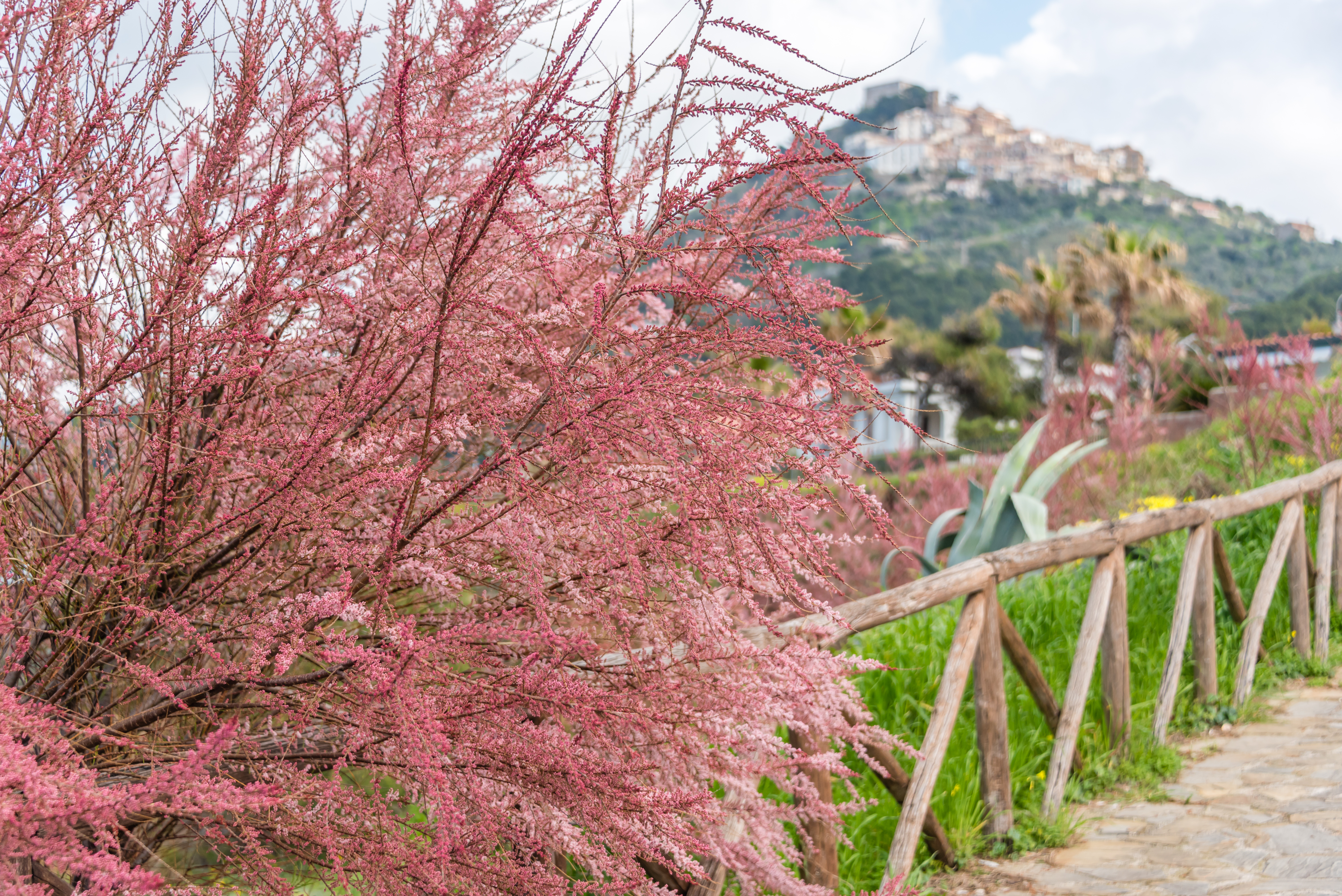 Lyserøde kirsebærblomster langs middelhavskyst med bjerglandsby i baggrunden