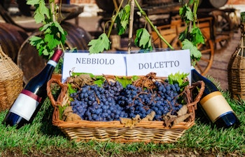 Traditionel vinkurv med Nebbiolo og Dolcetto flasker og friske druer fra Langhe-vinmarkerne i Piemonte, Italien