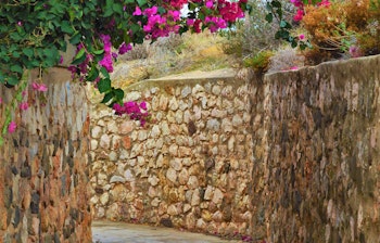 Smuk japansk kirsebærallé med lyserøde sakura blomsterblade der dækker stien i foråret, perfekt til en romantisk gåtur