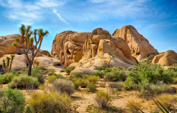 Spektakulært oekenlandskab med klipper og Joshua traeer i Californien nationalpark