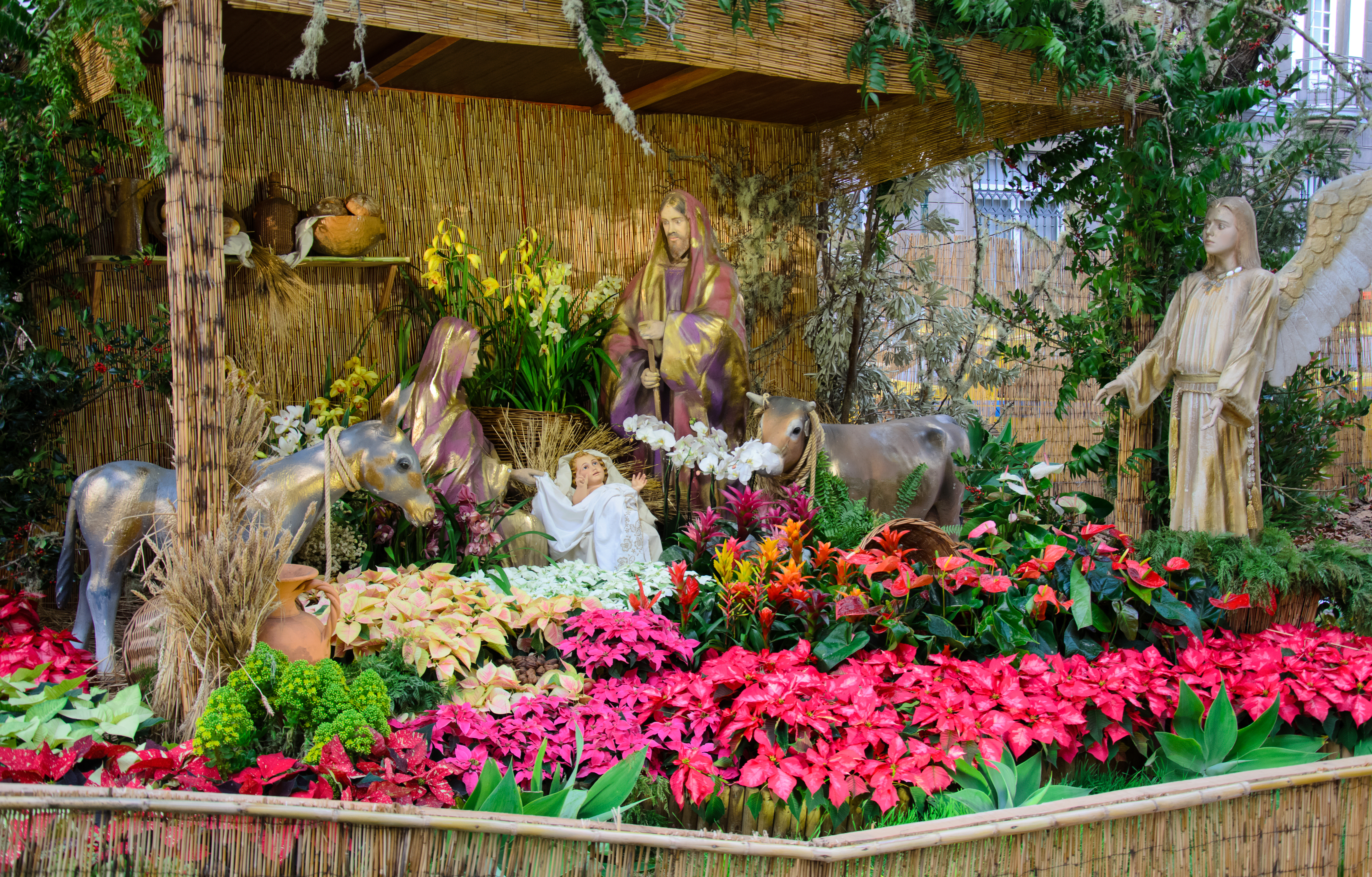Smuk julekrybbe med farverige juleblomster og poinsettiaer i Funchal, Madeira Portugal