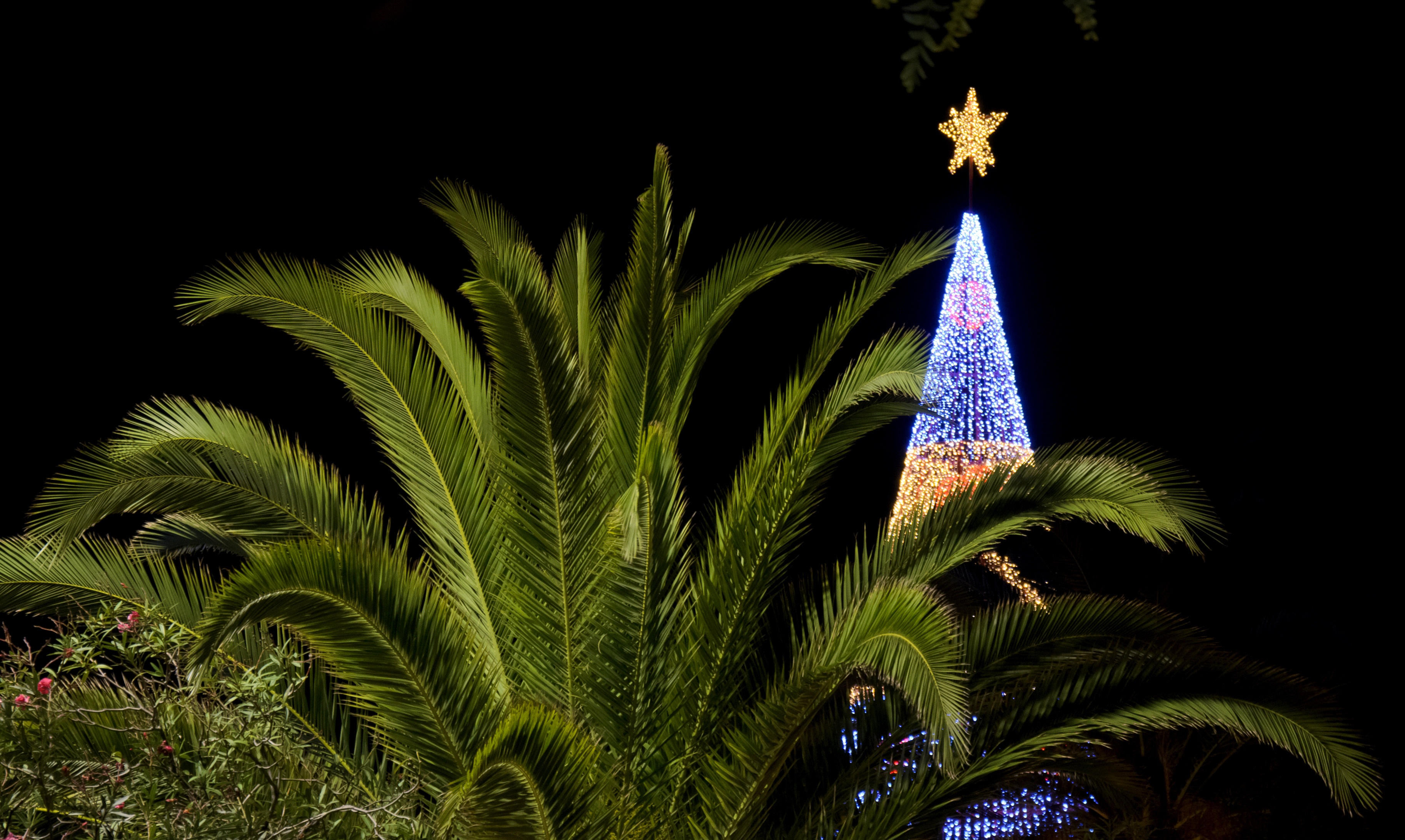 Juletræ med blå lys og guldstjerne ved palmetre i Funchal Madeira om natten