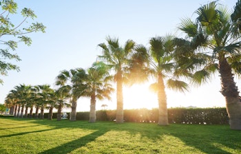 Frodig palmepark ved Jumeirah resort i Dubai med grønne palmer der kaster skygger på den veltrimmede græsplæne