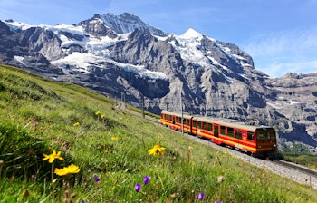Rødt turisttog på Jungfrau-jernbanen kører gennem blomstrende alpelandskab med sneklædte bjerge i Berner Oberland, Schweiz