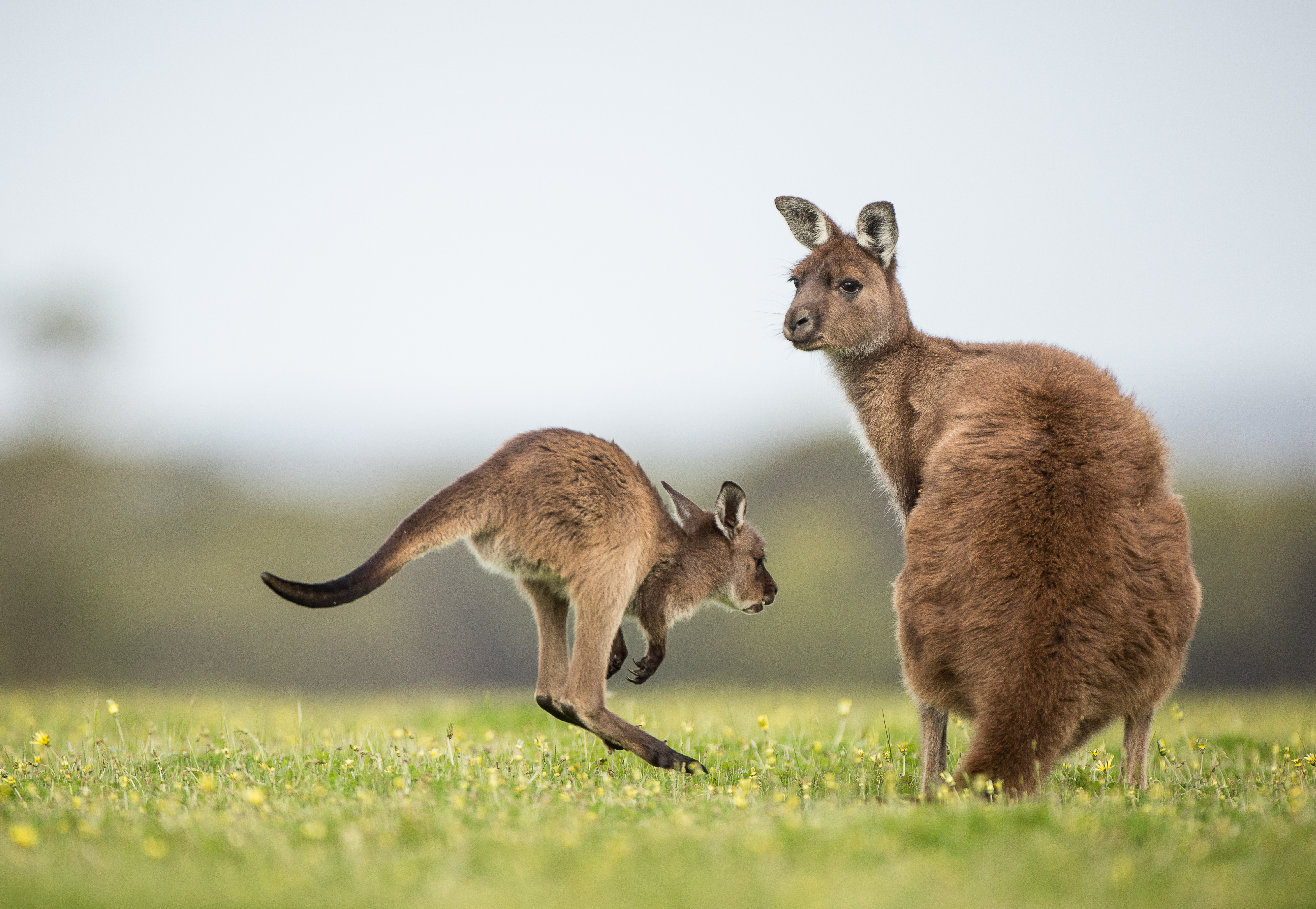 Kænguru mor med unge på Kangaroo Island, Sydaustralien dyreliv