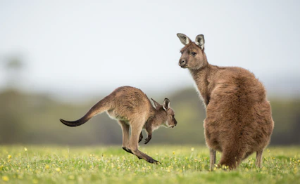 Kænguru mor med unge på Kangaroo Island, Sydaustralien dyreliv