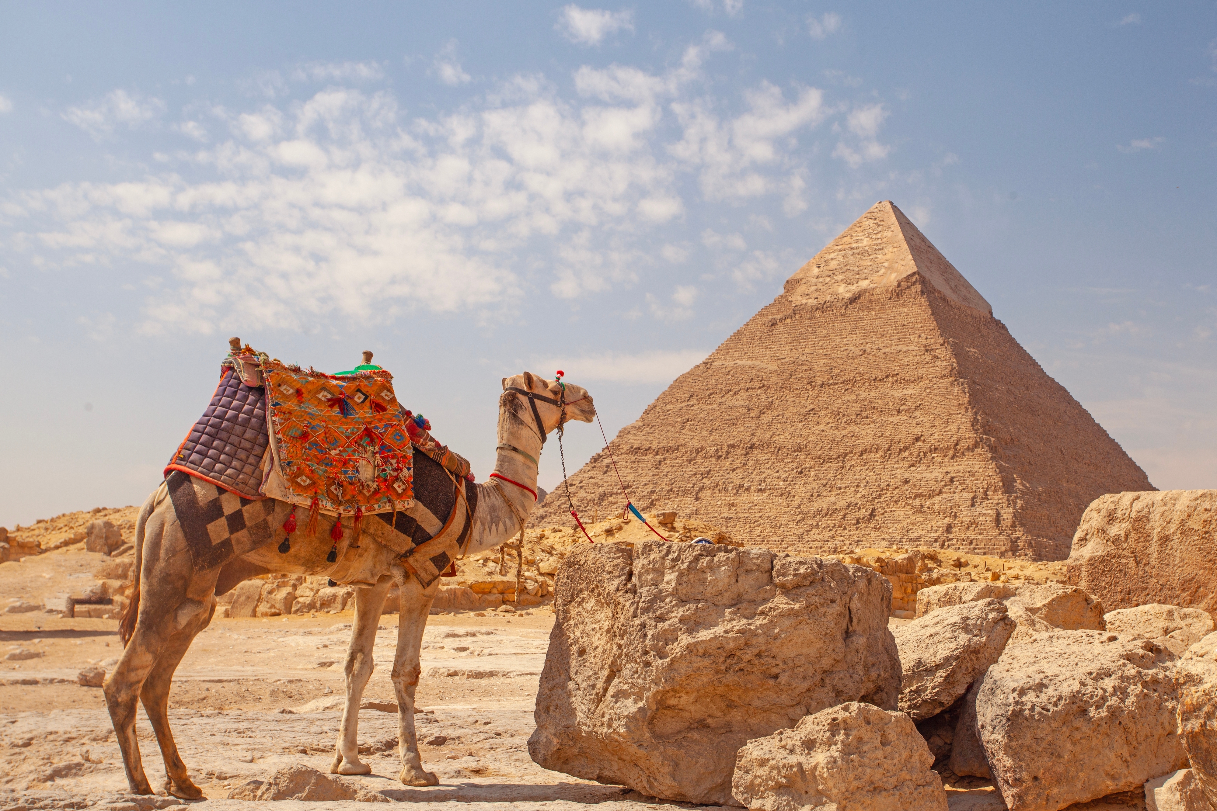 En dekoreret kamel med farverig sadel foran den store pyramide i Giza, Egypten