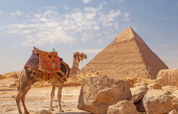 En dekoreret kamel med farverig sadel foran den store pyramide i Giza, Egypten