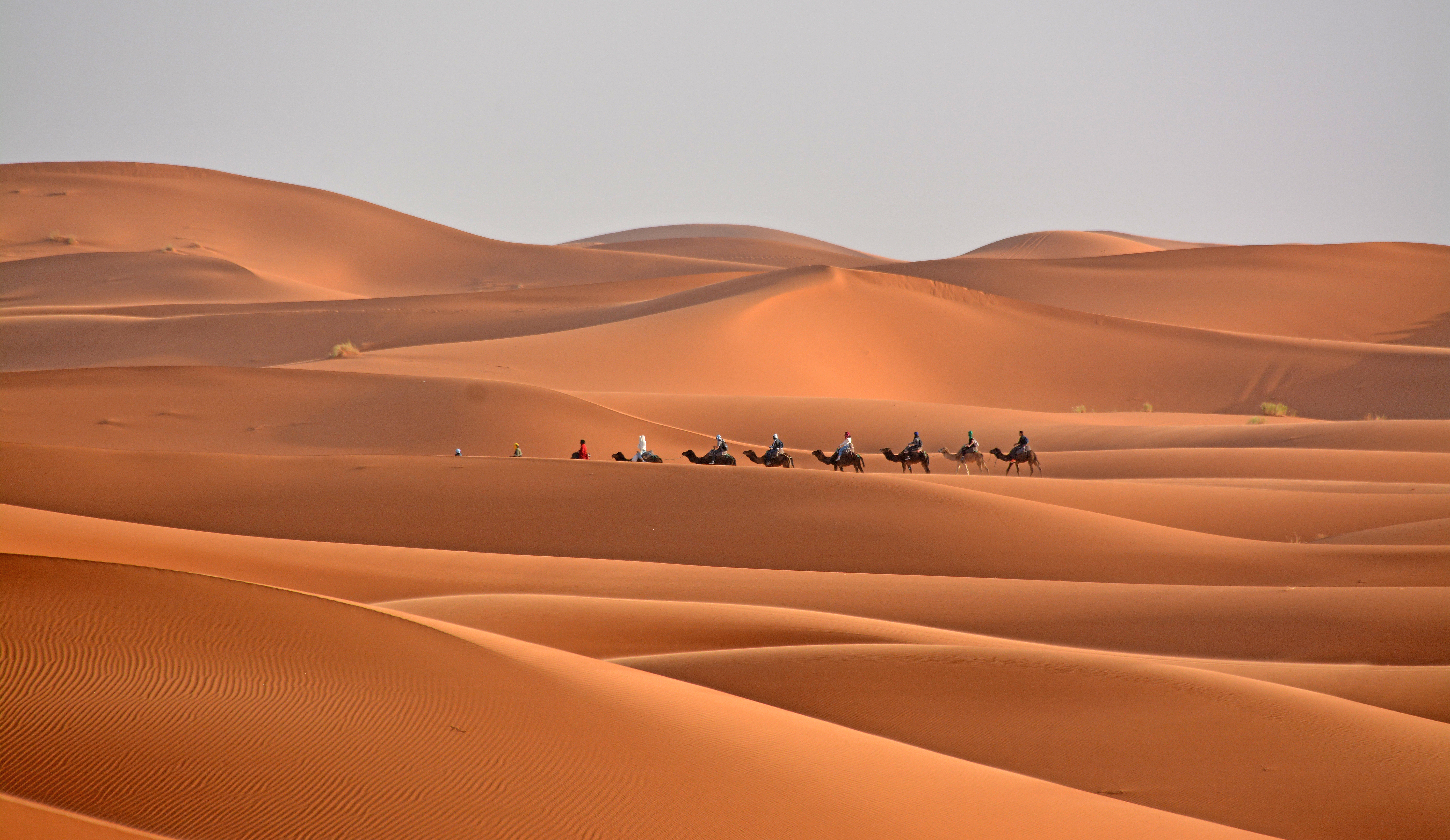 Kamelkaravane på vandretur gennem de orange sandklitter i Sahara-ørkenen i Marokko, perfekt til eventyrrejser