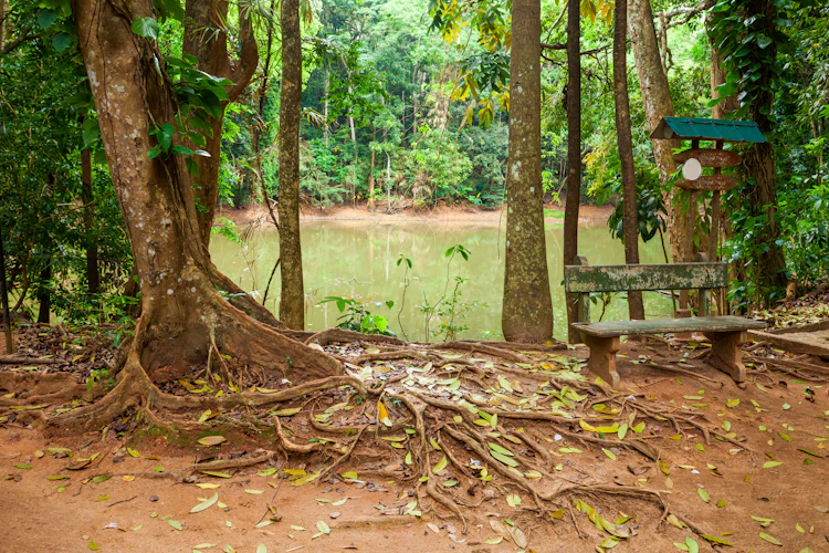 Den fredfulde Royal Pond omgivet af frodig tropisk vegetation i Udawatta Kele naturreservatet i Kandy, Sri Lanka