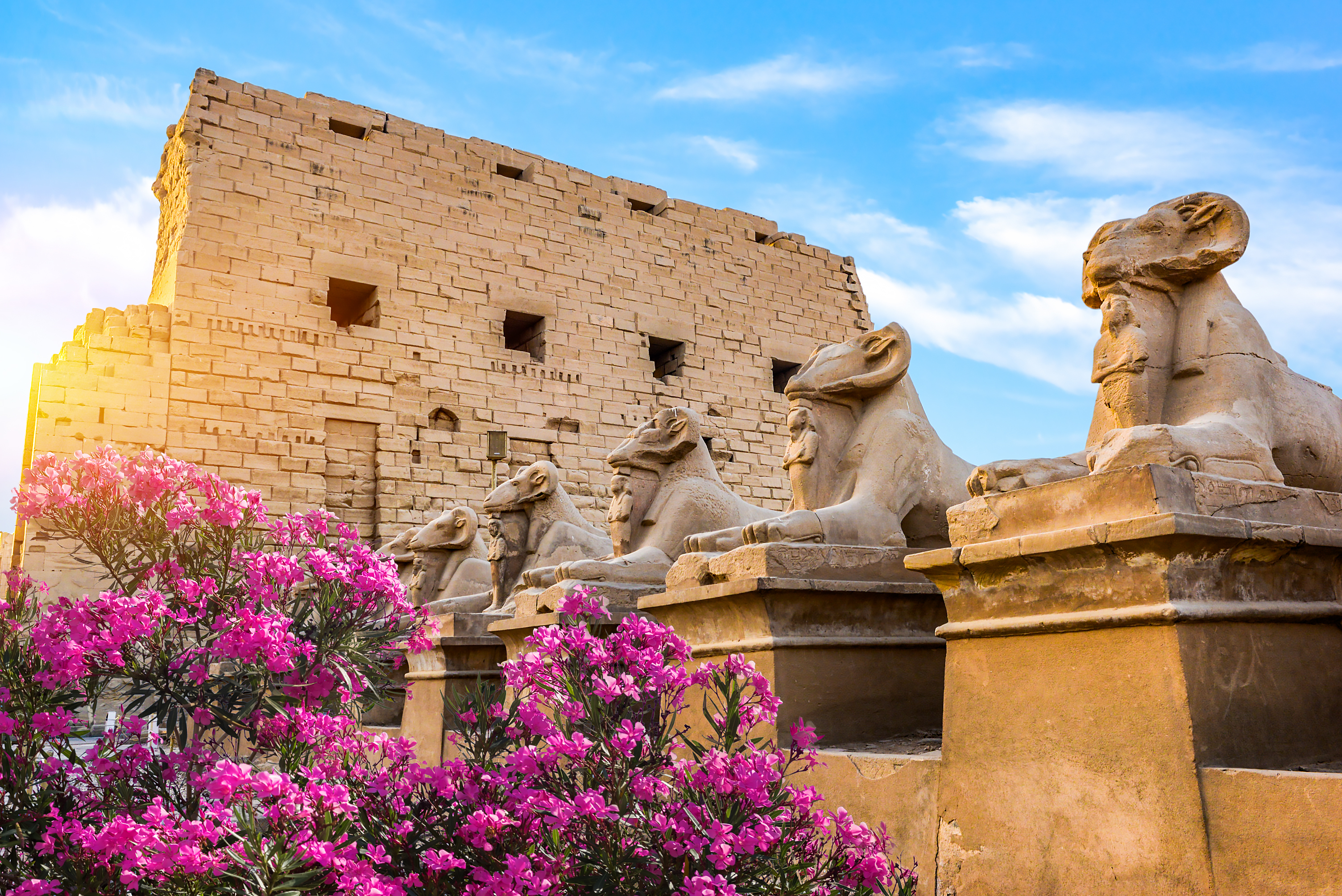 Antikke vædder-sphinx statuer ved Karnak templet i Luxor Egypten med lyserøde bougainvillea blomster