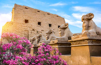 Antikke vædder-sphinx statuer ved Karnak templet i Luxor Egypten med lyserøde bougainvillea blomster