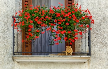 Afslappet kat blandt røde geranier på en stenmur i den historiske del af Castel San Vincenzo, en idyllisk landsby nær Abruzzo Nationalpark