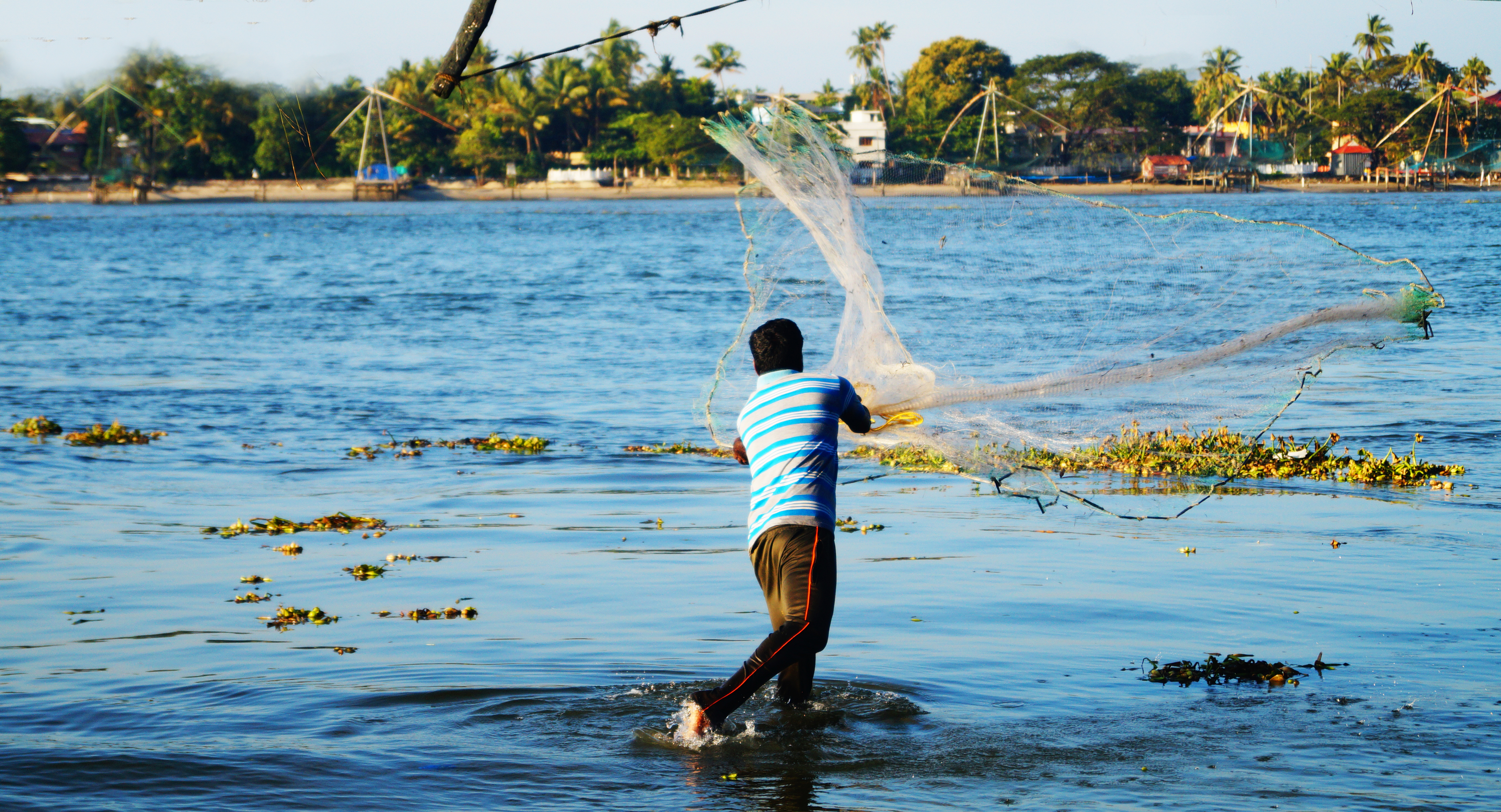 Silhuet af en indisk fisker der kaster sit traditionelle kinesiske fiskenet i vandene ved Kochi, Kerala, omgivet af søgræs i den gyldne aftentime
