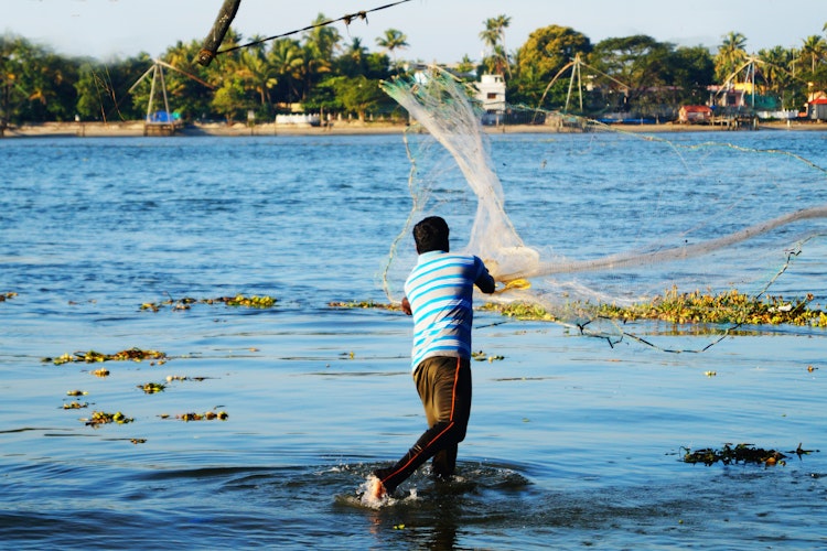 Silhuet af en indisk fisker der kaster sit traditionelle kinesiske fiskenet i vandene ved Kochi, Kerala, omgivet af søgræs i den gyldne aftentime