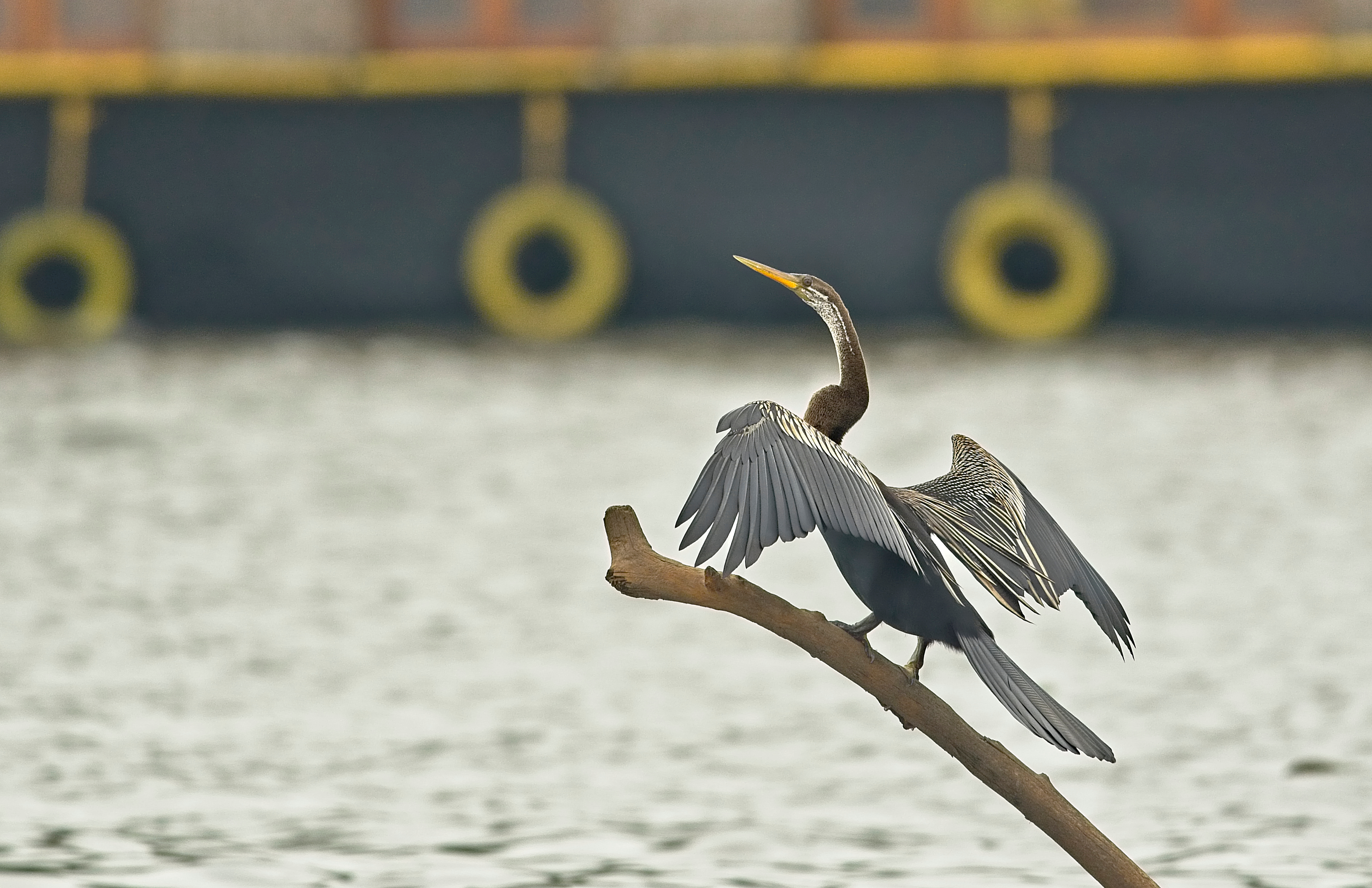 Eksotisk slangehalsfugl med sin karakteristiske lange hals siddende på en gren over de fredelige bagvande i Kumarakom, Kerala