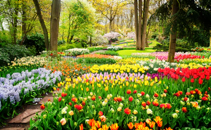 Farverige tulipanbed i fuldt forårsblomstre i Keukenhof Have i Lisse, Holland, med smukke røde, gule, orange og lilla tulipaner omgivet af grønne træer