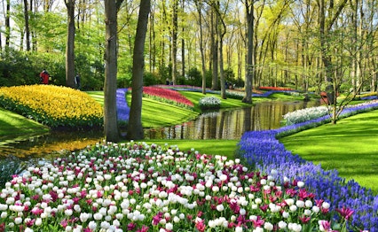 Farverige tulipaner og blå perleblomster i fuldt flor ved Keukenhof-haverne i Holland med smuk dam og velplejet landskab i foråret