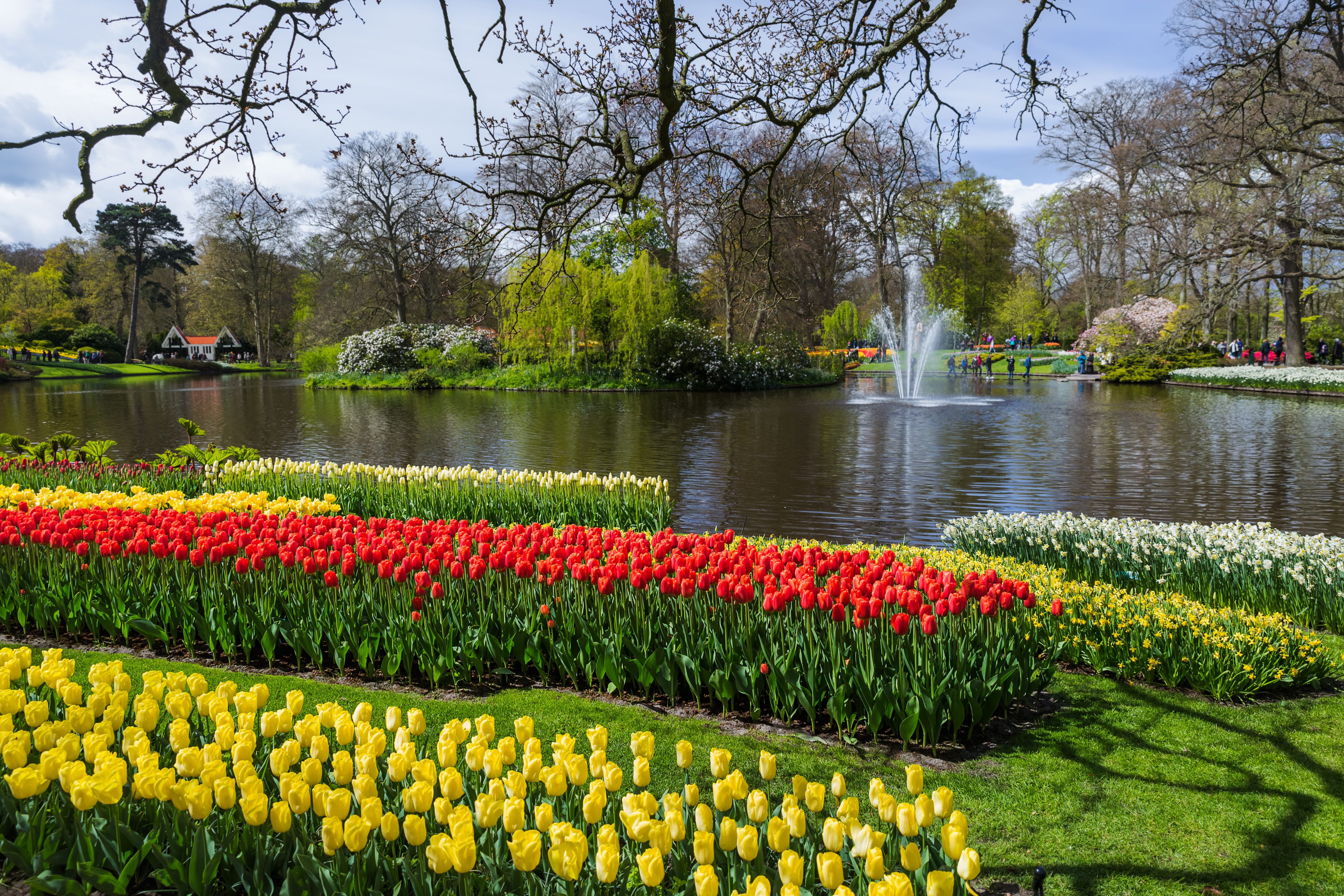 Farverige tulipaner ved springvand i Keukenhof have Holland forår