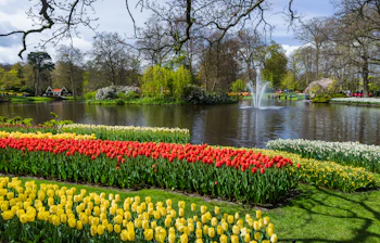 Farverige tulipaner ved springvand i Keukenhof have Holland forår