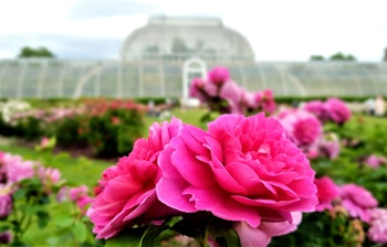 En farverig rosenhave i Kew Gardens med et historisk drivhus i baggrunden.