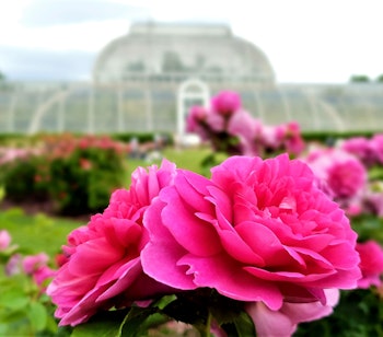 En farverig rosenhave i Kew Gardens med et historisk drivhus i baggrunden.