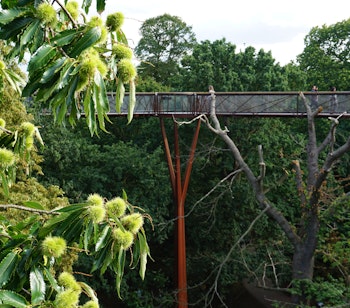 Udsigt fra trætop i Kew Gardens, London på en overskyet sommerdag.